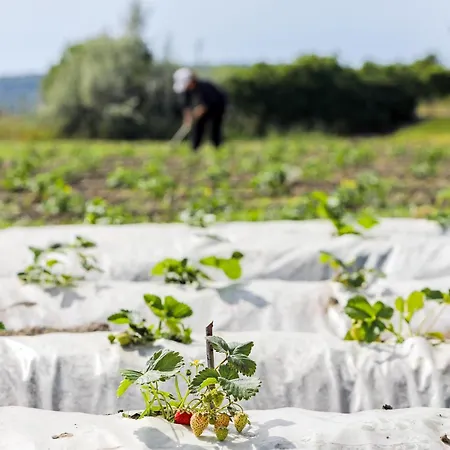 Labranda Lebedos Princess Hotel Seferihisar